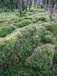 Attēlu rezultāti vaicājumam “Thamnobryum subserratum”