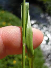 Attēlu rezultāti vaicājumam “Glyceria striata leaf”