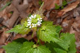Attēlu rezultāti vaicājumam “Alliaria petiolata leaf”