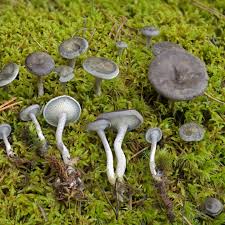 Attēlu rezultāti vaicājumam “Cantharellula umbonata”