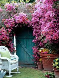 Image result for bougainvillea