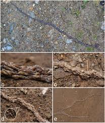 Attēlu rezultāti vaicājumam “Sciara analis”