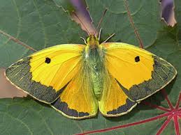Attēlu rezultāti vaicājumam “Colias croceus underside”