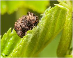 Attēlu rezultāti vaicājumam “Chrysomelidae”