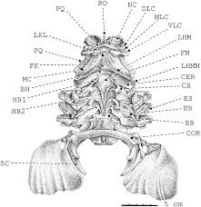 Image result for Stevenage Sharks Rhc