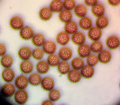 Attēlu rezultāti vaicājumam “Stemonitopsis hyperopta var. landewaldii”