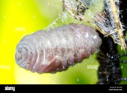 Attēlu rezultāti vaicājumam “Ichneumonidae cocoon”