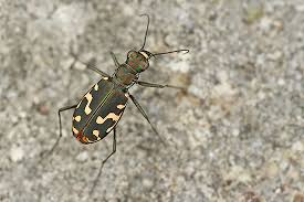 Attēlu rezultāti vaicājumam “Cicindela sylvatica imago”