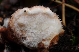 Attēlu rezultāti vaicājumam “Sarcoporia polyspora”