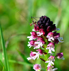 Attēlu rezultāti vaicājumam “Orchis ustulata”