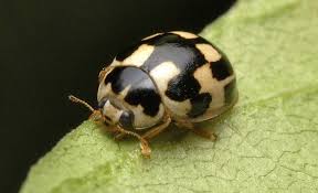 Attēlu rezultāti vaicājumam “Propylea quatuordecimpunctata”