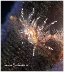 Attēlu rezultāti vaicājumam “Bitoma crenata imago”