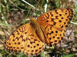 Attēlu rezultāti vaicājumam “Brenthis daphne upperside”