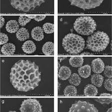 Attēlu rezultāti vaicājumam “Microbotryum tragopogonis - pratensis”