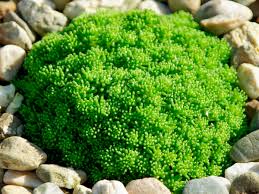 Image result for Mauerpfeffer