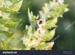 Attēlu rezultāti vaicājumam “Hyoscyamus niger flower”