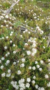 Attēlu rezultāti vaicājumam “Ledum palustre flower”