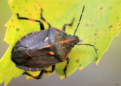 Attēlu rezultāti vaicājumam “Jalla dumosa”