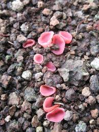 Attēlu rezultāti vaicājumam “Tremiscus helvelloides”