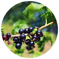 Attēlu rezultāti vaicājumam “Ribes nigrum fruit”