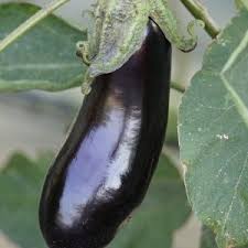 Afbeeldingsresultaat voor slim jim eggplant