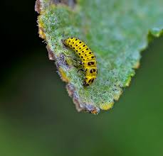 Attēlu rezultāti vaicājumam “Psyllobora vigintiduopunctata”