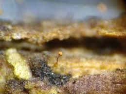 Attēlu rezultāti vaicājumam “Cribraria rubiginosa macro”