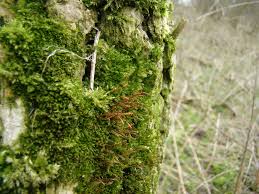 Attēlu rezultāti vaicājumam “Pylaisia polyantha”