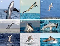 Image result for Alopias vulpinus