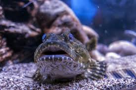 Image result for Myoxocephalus scorpius