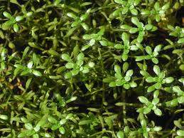 Attēlu rezultāti vaicājumam “Callitriche cophocarpa leaf”