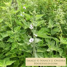 Image result for Althaea officinalis
