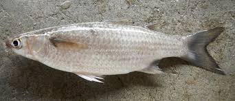Image result for Mugil cephalus