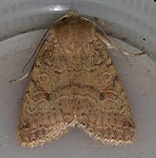 Attēlu rezultāti vaicājumam “Agrochola helvola imago”