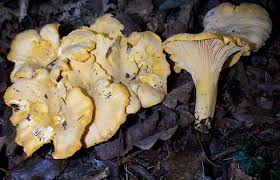 Attēlu rezultāti vaicājumam “Cantharellus cibarius”