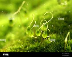 Attēlu rezultāti vaicājumam “Funaria hygrometrica”