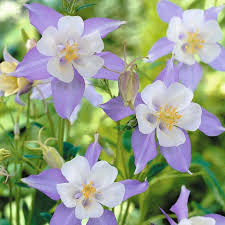 Image result for Aquilegia caerulea