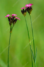 Image result for Dianthus carthusianorum