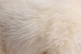 Image result for white rabbit skin texture