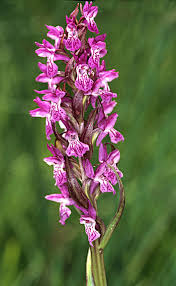 Attēlu rezultāti vaicājumam “Dactylorhiza incarnata”
