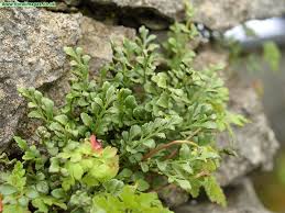 Attēlu rezultāti vaicājumam “Asplenium ruta-muraria”
