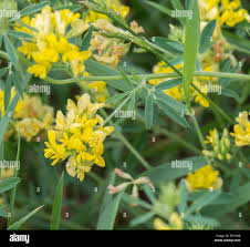 Attēlu rezultāti vaicājumam “Medicago sativa subsp. falcata leaf”