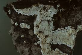 Attēlu rezultāti vaicājumam “Cystostereum murrayi”