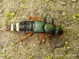 Attēlu rezultāti vaicājumam “Platydracus fulvipes”