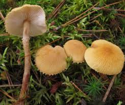 Attēlu rezultāti vaicājumam “Cystoderma amianthinum”