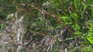 Attēlu rezultāti vaicājumam “Lathyrus sylvestris bud”