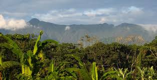 Výsledek obrázku pro yungas