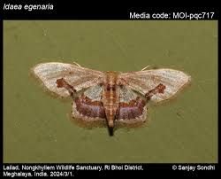 Attēlu rezultāti vaicājumam “Idaea emarginata”