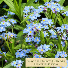 Image result for Myosotis sylvatica