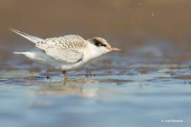 Attēlu rezultāti vaicājumam “Sternula albifrons”